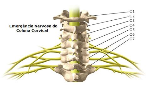 Cervicalgia Coluna Cervical Lerdort