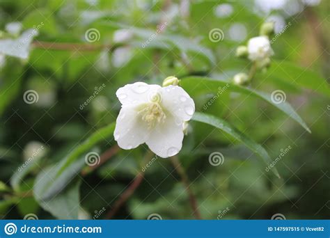 Jasmin Jasmine Beautiful White Flower In The Bush Drops Droplets