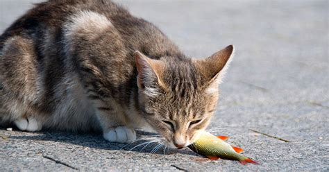 Fish skin has been eaten safely throughout history. Kitty That Only Wants Fish - Feline Nutrition Foundation