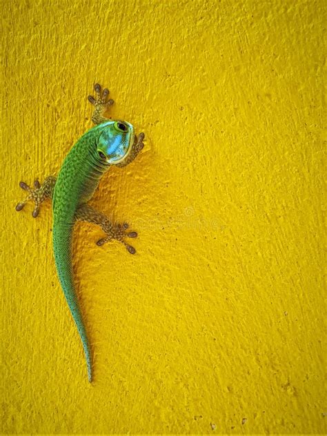 Green Gecko From La Reunion Island Close Up Picture Of Gecko Looking