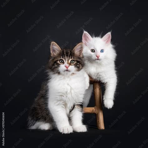 Cute Black Tabby Blotched With White And Solid White Odd Eyed Norwegian