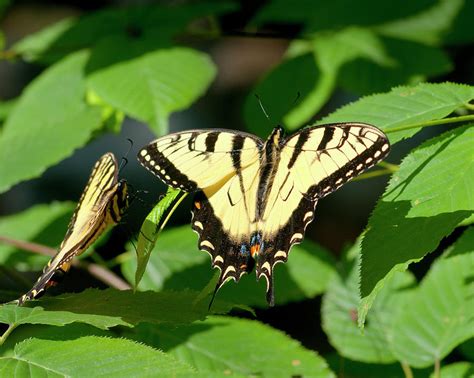Eastern Tiger Swallowtails Photograph By Derek Burke Pixels