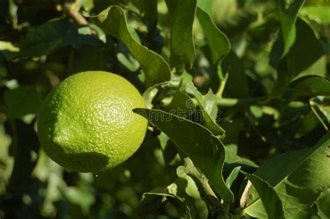 Unripe Lemon Stock Photo Image Of Sour Season Growth 11622678