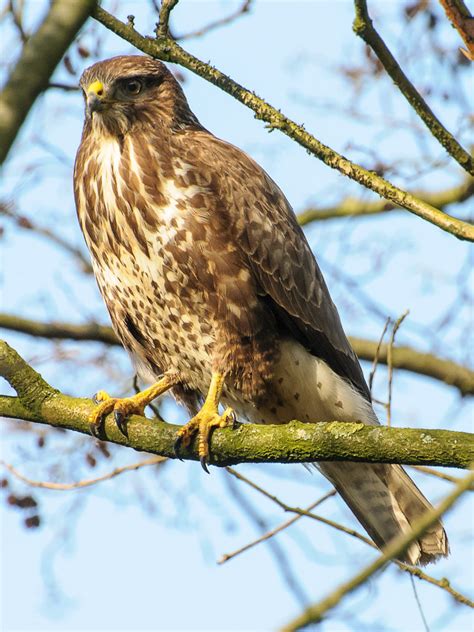 The 3 Rarest British Birds Of Prey To See In Your Garden 2018