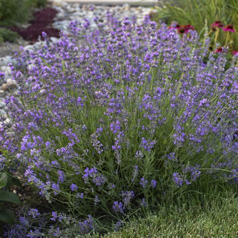 Perennial Munstead Lavender Seeds Lavandula Angustifolia Etsy Canada