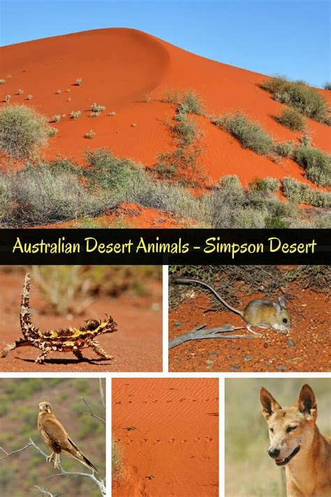 Australian Desert Animals In The Simpson Desert