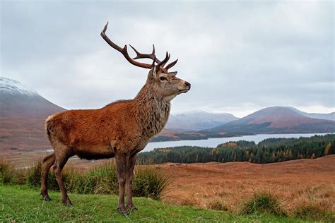 Scottish Red Deer Stag Glencoe Photograph By Grant Glendinning