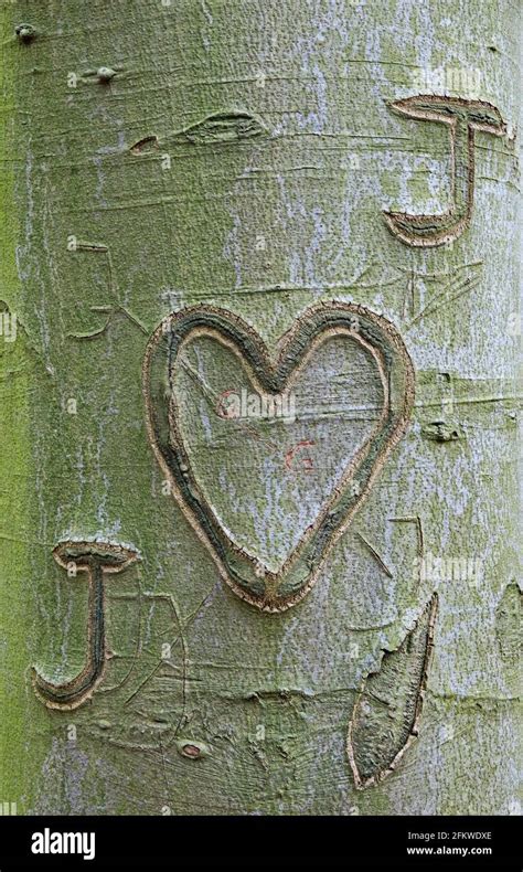 Heart And Initials Carved In A Tree Trunk Hi Res Stock Photography And