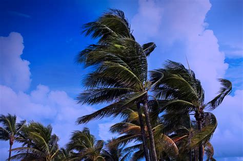 Tropical Storm And Waving Palm Trees Stock Photo Download Image Now