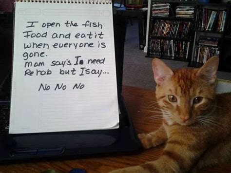 Guilty Cats Who Deserve To Be Shamed Publicly Barnorama