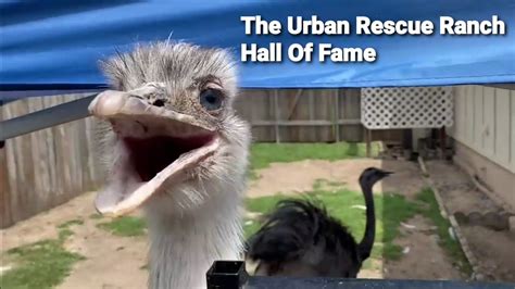 The Urban Rescue Ranch Hall Of Fame Ft Kevin Youtube
