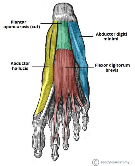 Strengthening The Core Muscles Of The Foot Muscle Anatomy Foot