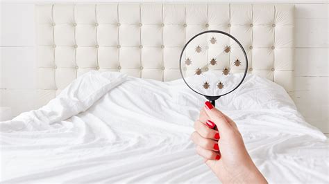 ácaros No Colchão Sintomas