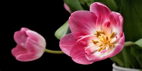 Free Images Nature Blossom Flower Petal Bloom Tulip Pink Flora