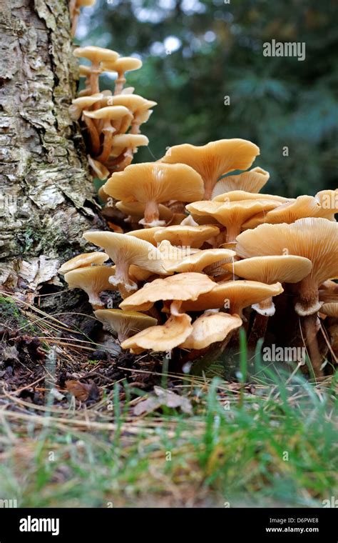 Honey Fungus Growing Base Tree Hi Res Stock Photography And Images Alamy
