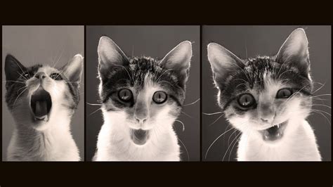 Funny Cat Wallpapers For Desktop 69 Images