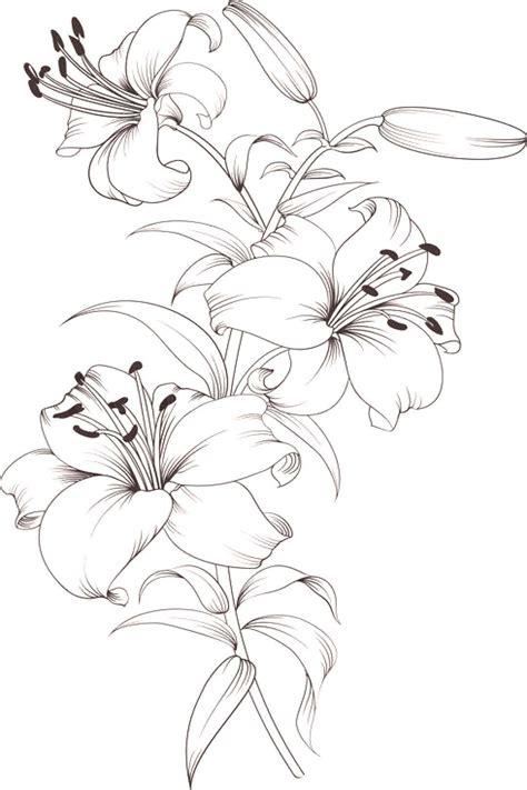 Tiger lilies. Stargazer lilies. Print & color. in 2020 | Flower sketches, Beautiful flower