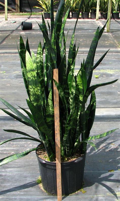 Sansevieria Trifasciata Black Coral Snake Plant Mother In Laws