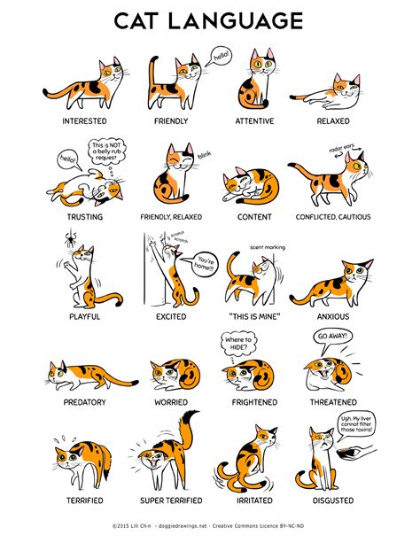 Cat Body Language Paws4ever