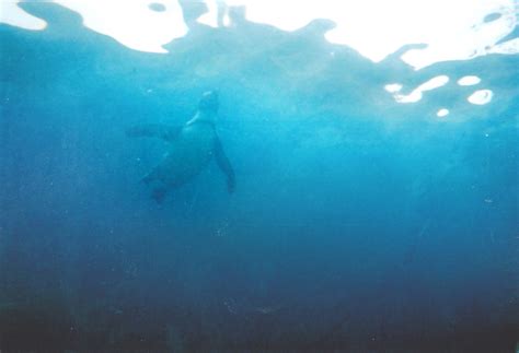 Xôi vò dẻo ngon cho bữa sáng. Hình nền : Ánh sáng mặt trời, Nước, Cá, màu xanh da trời, dưới nước, vườn bách thú, bể nuôi cá ...