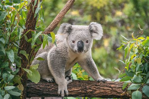 Are Koalas On A Path To Extinction Mystart