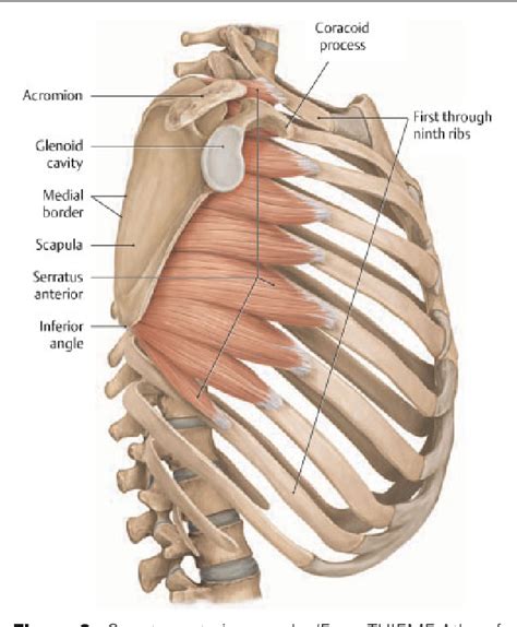 Inferior displacement of the diaphragm is a sign of lung hyperexpansion. Figure 6 from Introduction to chest wall reconstruction: anatomy and physiology of the chest and ...