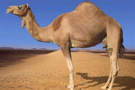 How Long Can A Dromedary Camel Go Without Water In How Long Can You Go Without Food And Water