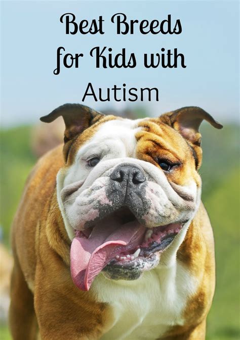 Best Dogs for Kids with Autism- DogVills