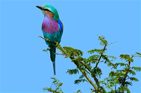 19 Of The Worlds Most Colorful Birds