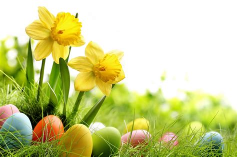 Photos Easter Eggs Flower Narcissus Grass Holidays