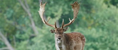 Fallow Deer Animal Facts Dama Dama Az Animals