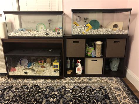 Yesterday I Posted The Pic From When I Upgraded My Hamsters Cage From