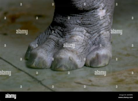 Hippopotamus Hippopotamus Amphibious Also Called Hippo Big Foot