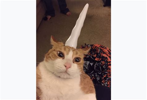 18 Cats Who Would Beat You In A Halloween Costume Contest 953 Mnc