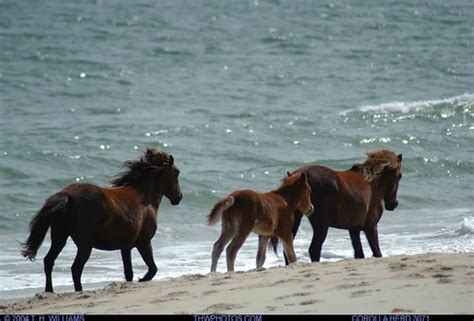 Wild Horses Of Virginia 3071 The Corolla Herd Taken Near B Flickr
