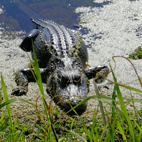 Big Alligator Orlando Wetlands Park Orlando Florida