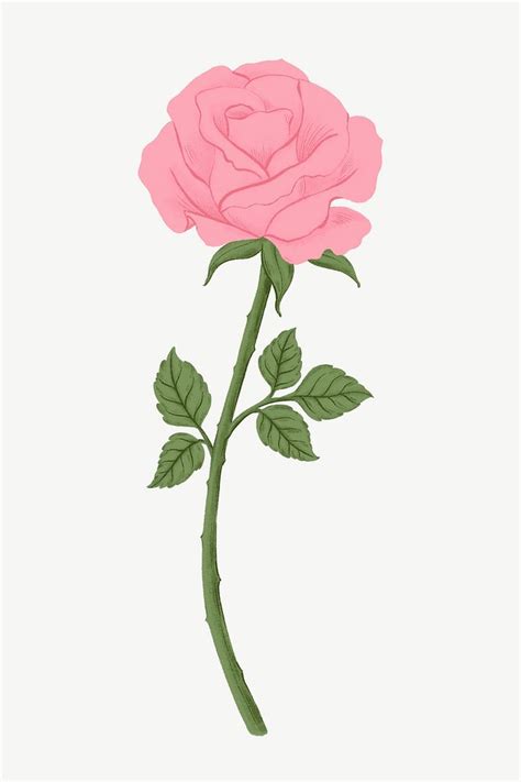 Pink Rose Flower Clipart Psd Premium Psd Rawpixel
