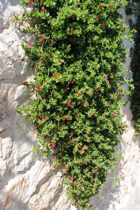 Essa suculenta quase não necessita de adubação. Como cultivar a Rosinha-de-Sol (Aptenia Cordifolia ...