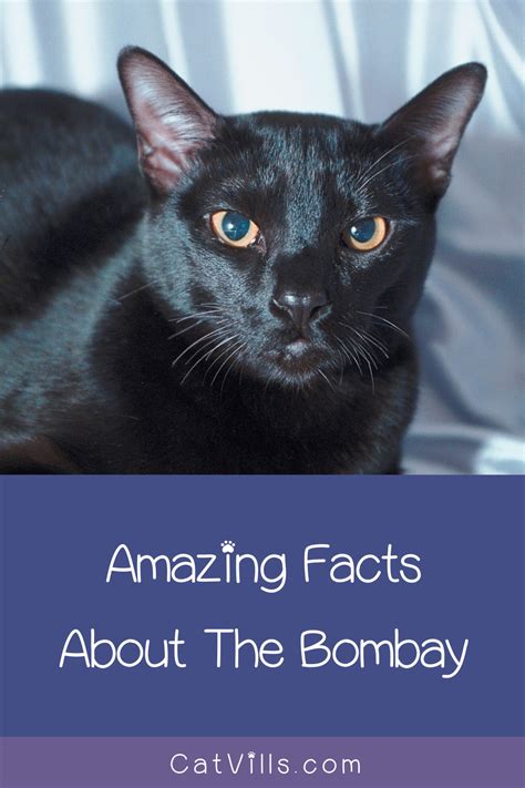 Bombay Cats 101 Everything You Need To Know About This Amazing Breed
