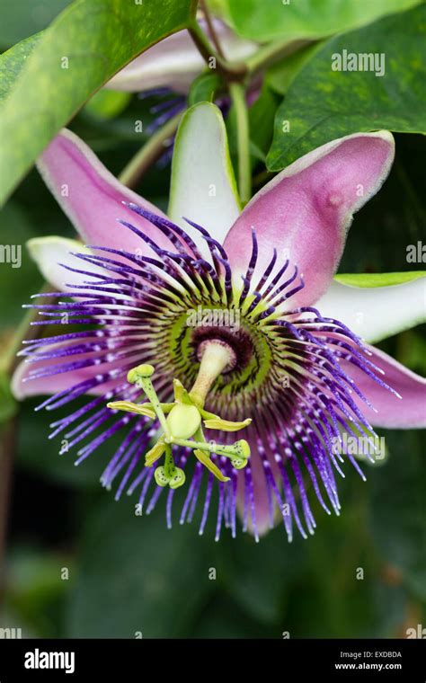 Passion Flower Tendril Hi Res Stock Photography And Images Alamy