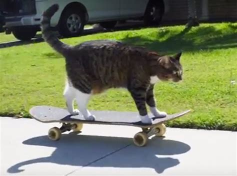 Skateboarding Cat Is Better Than Most Pros