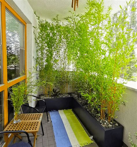 Best Types Of Bamboo Plants For Privacy Balcony Boss