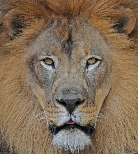 In numbers they find the strength and audacity to hunt the most formidable prey. Beautiful Animals Safaris: Amazing Lions: Big Cats Africa ...