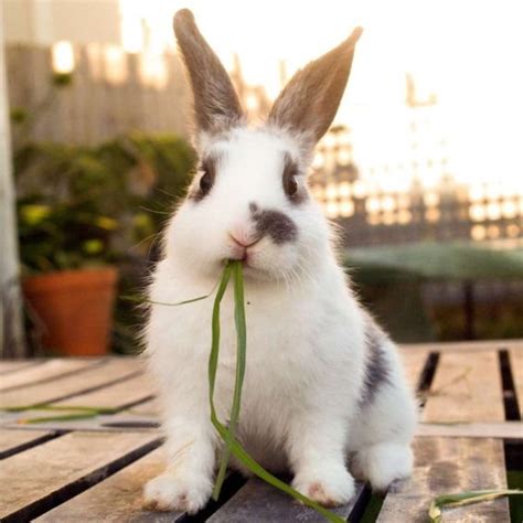 How Much Does A Pet Rabbit Cost Spend On Pet