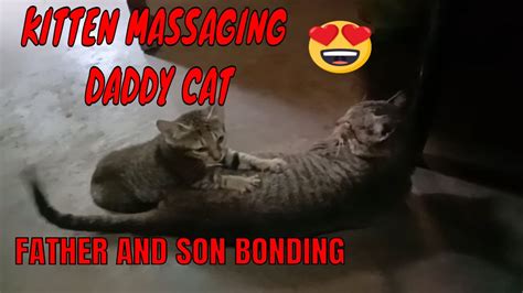 Kitten Massaging His Father Cat Kitten And Daddy Cat Youtube