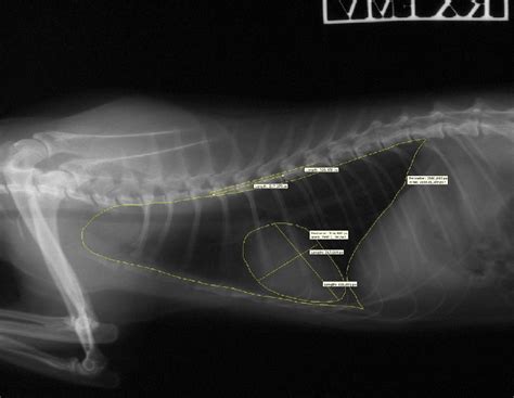 Normal Feline Thorax Radiography