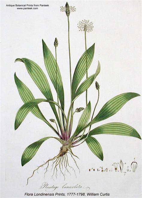 http://wisflora.herbarium.wisc.edu/taxa/index.php?taxon=4519