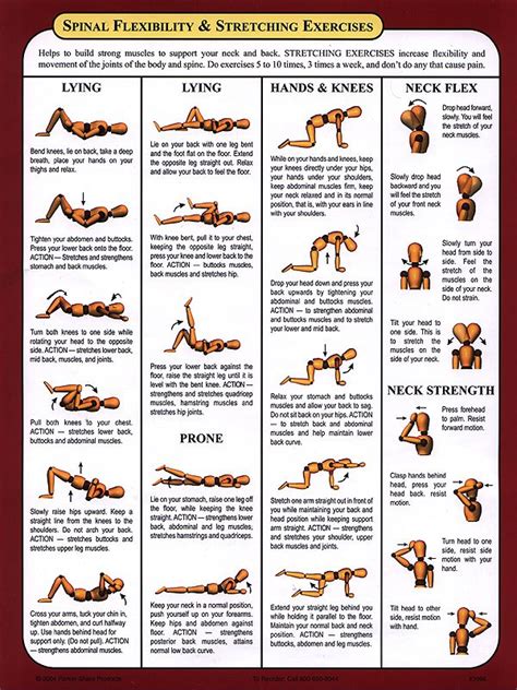 Muscle diagram of the back posterior front anterior. 18 best Exercises To Strengthen Lower Back Pain images on Pinterest | Work outs, Exercise ...