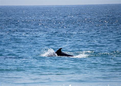 Dolphin In Zuma Beach Malibu Flickr Photo Sharing