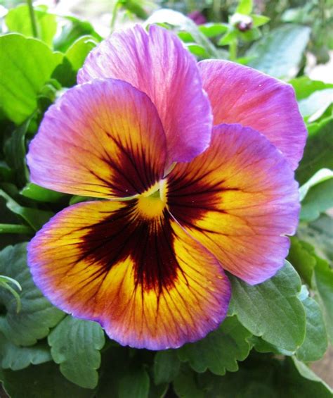 Pansy Flowers Trees And Other Such Ts Of Nature In 2020 Pansies